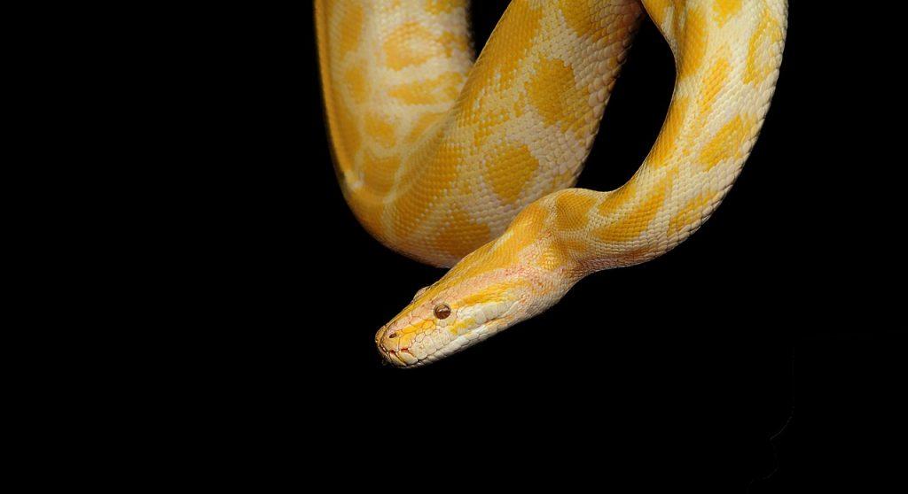  Was bedeutet es, von einer gelben Schlange zu träumen?