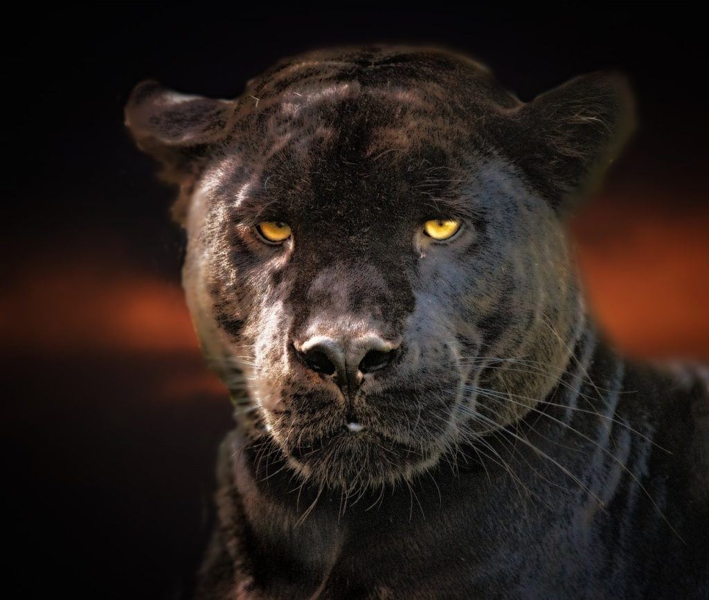  Was bedeutet es, von einem schwarzen Jaguar zu träumen?