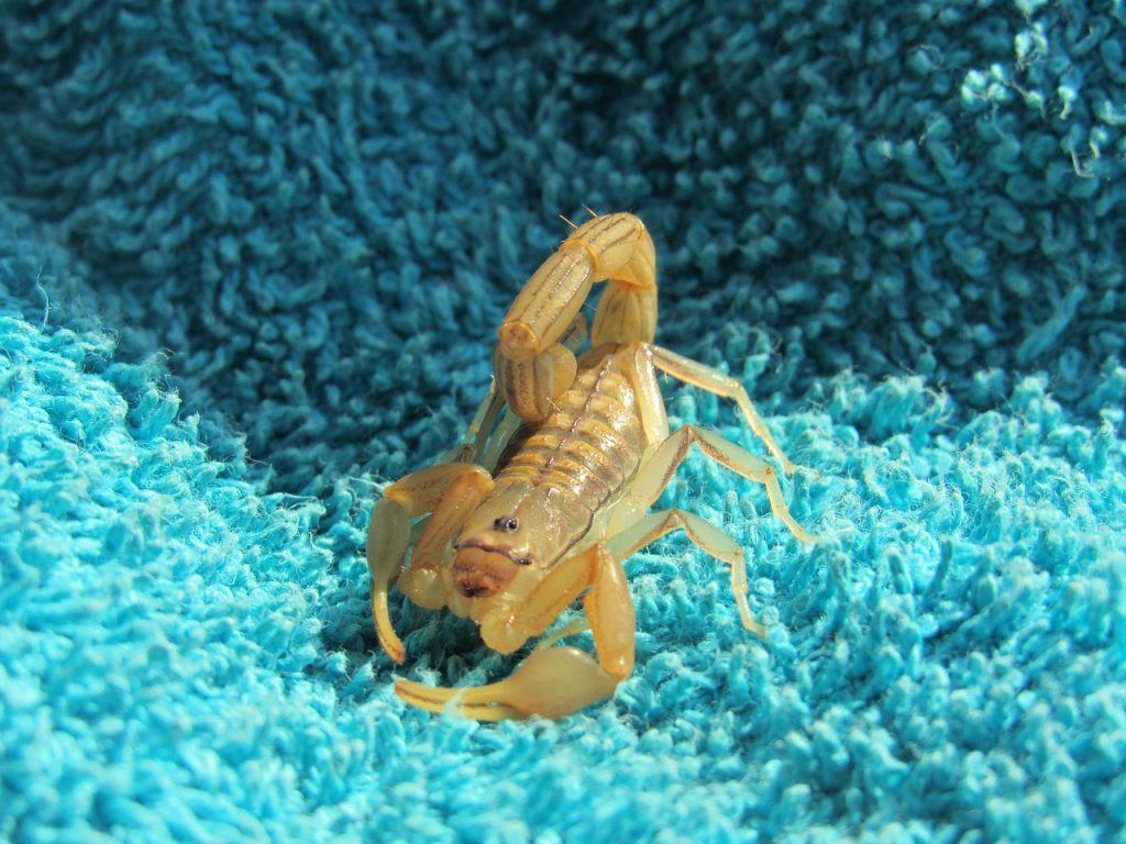  Was bedeutet es, von einem gelben Skorpion zu träumen?