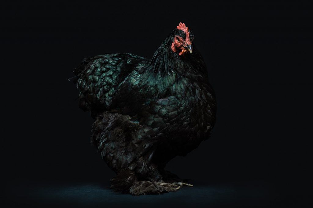  Was bedeutet es, von einem schwarzen Huhn zu träumen?