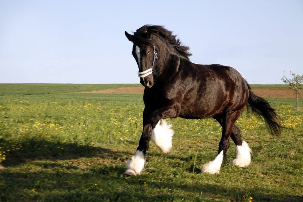  Was bedeutet es, von einem schwarzen Pferd zu träumen?