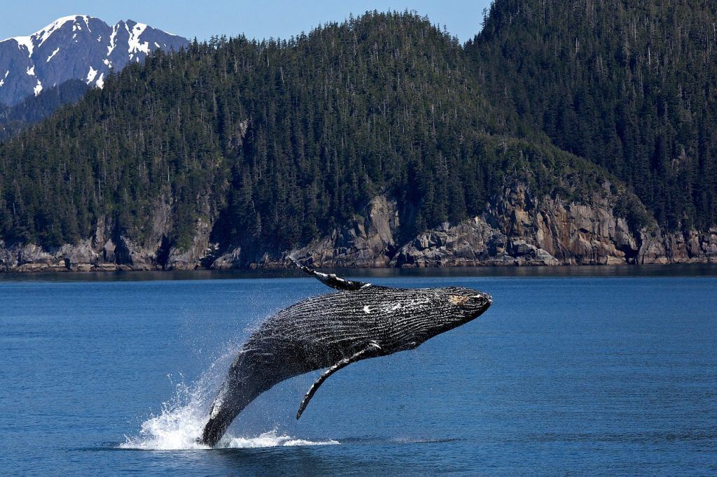  Was bedeutet es, von einem Wal zu träumen?