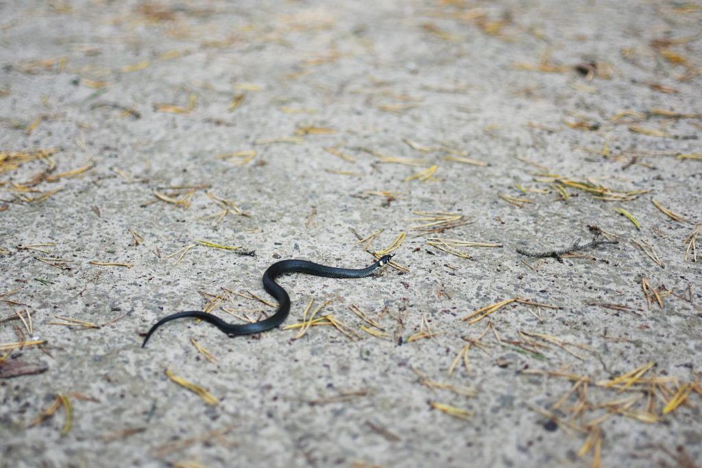  Von einem Schlangenbaby träumen: angreifend, beißend, Kobra, Anakonda, Klapperschlange, etc.