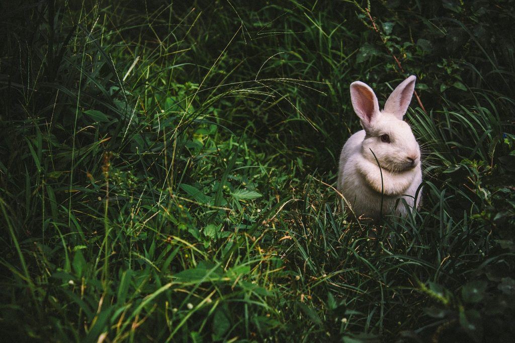  梦见兔子是什么意思？