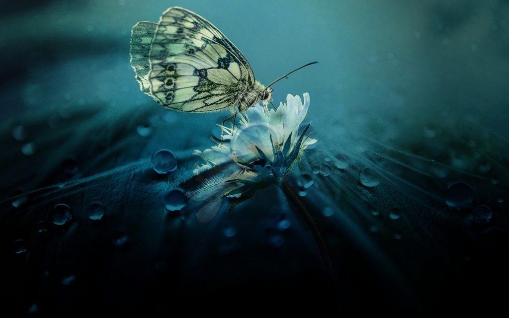  Was bedeutet es, von einem Schmetterling zu träumen?