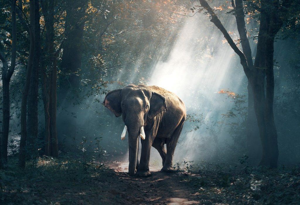  Was bedeutet es, von einem Elefanten zu träumen?
