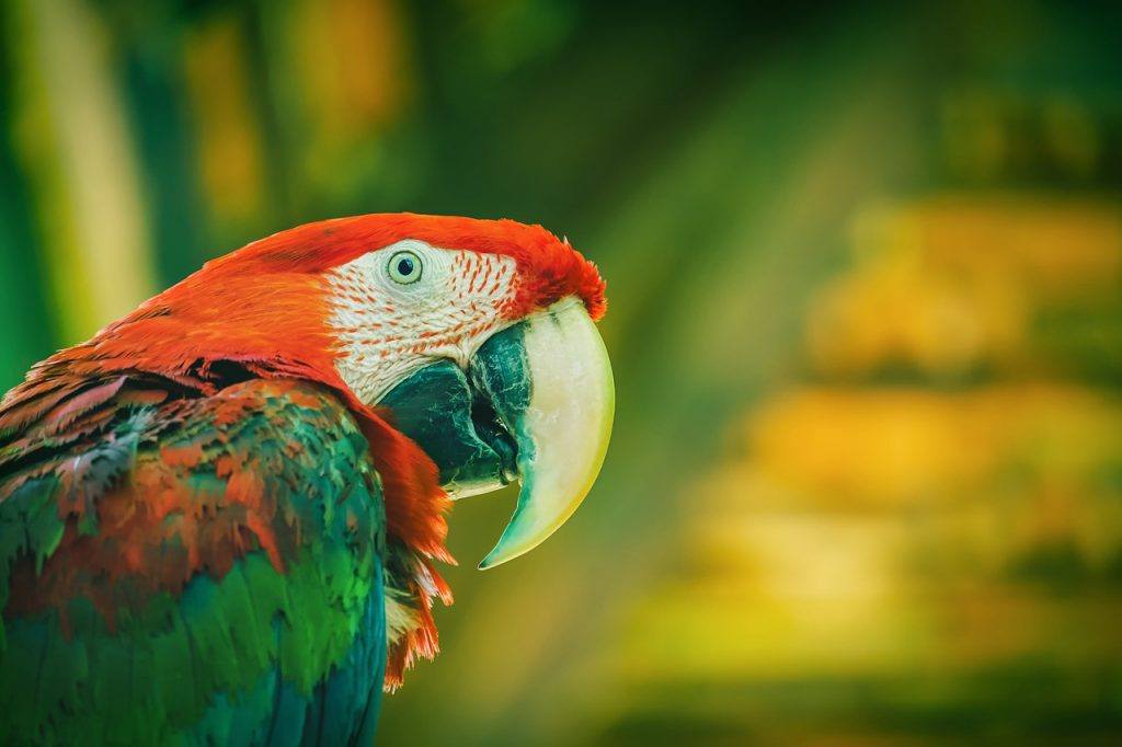 Hva betyr det å drømme om en papegøye?