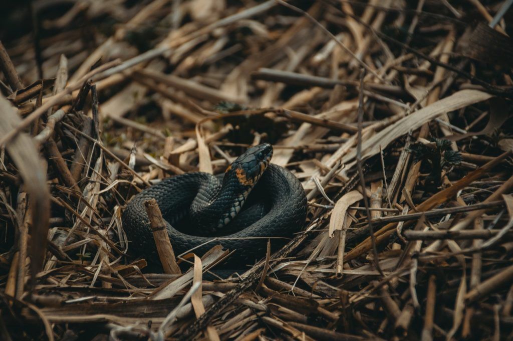  Was bedeutet es, von einer schwarzen Schlange zu träumen?