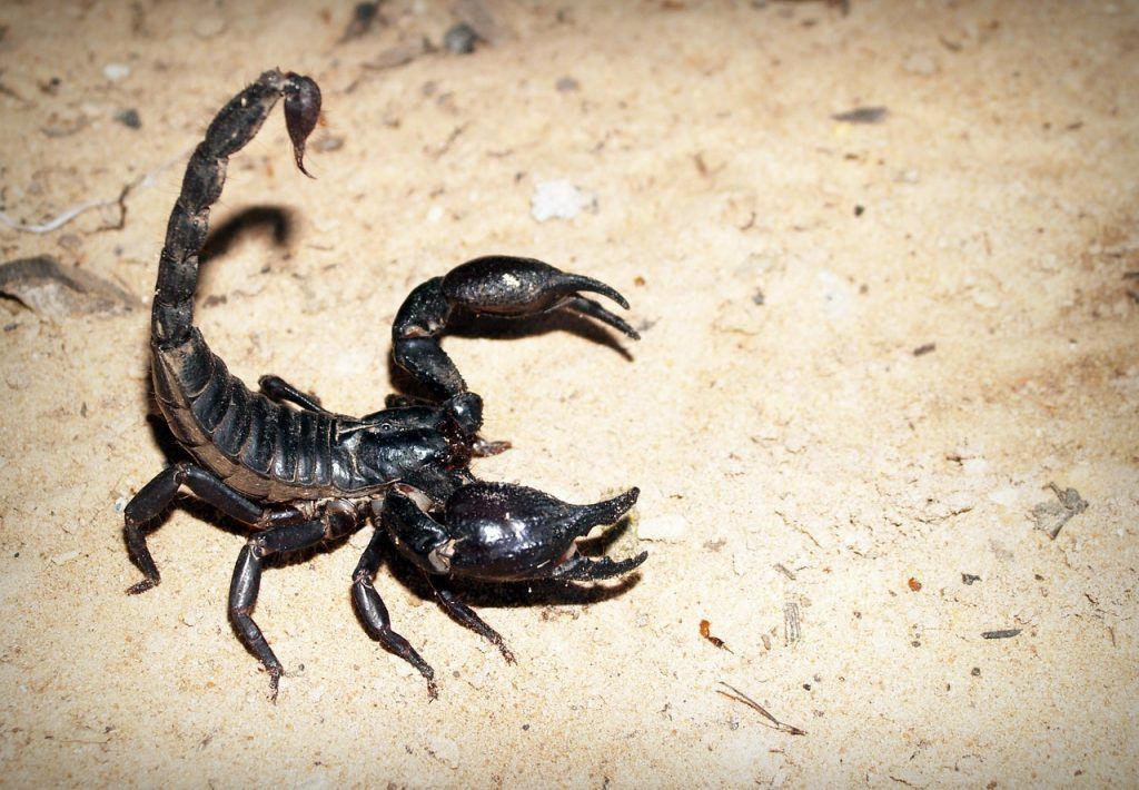  Що означає бачити уві сні чорного скорпіона?