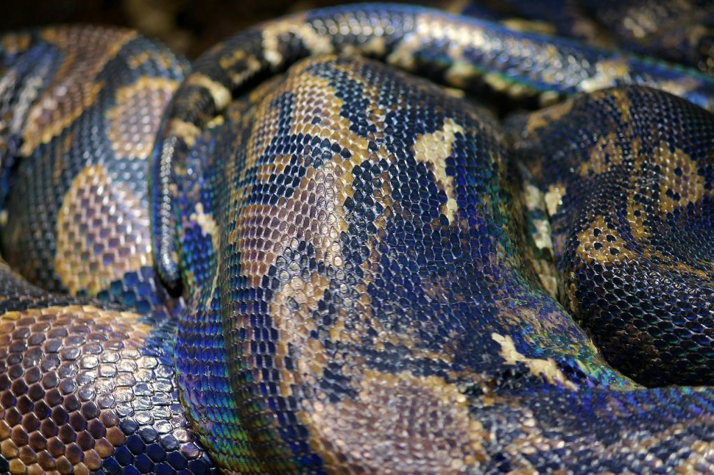  Hva betyr det å drømme om en stor slange?