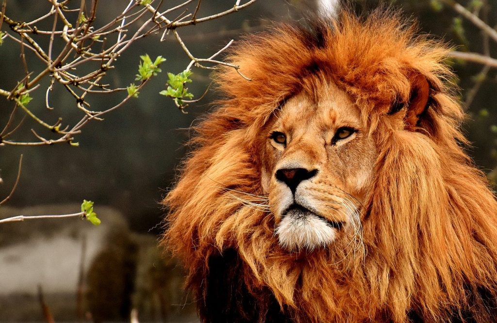  Was bedeutet es, von einem Löwen zu träumen?