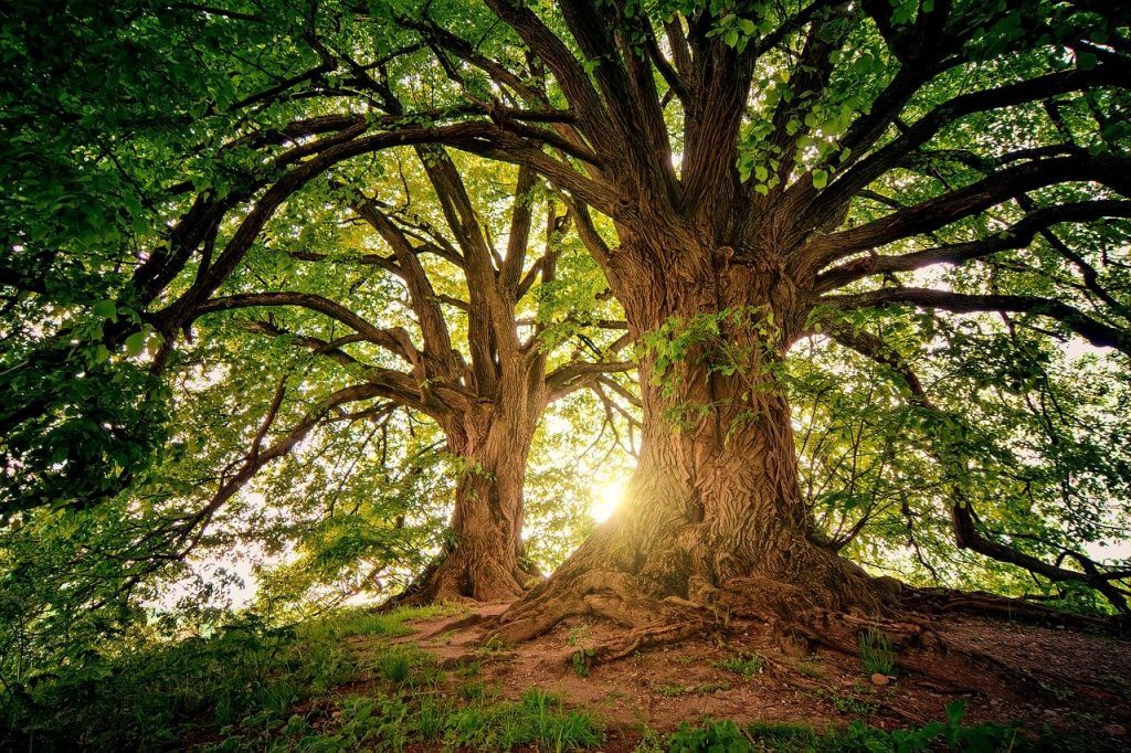  Wat betekent het om van een boom te dromen?