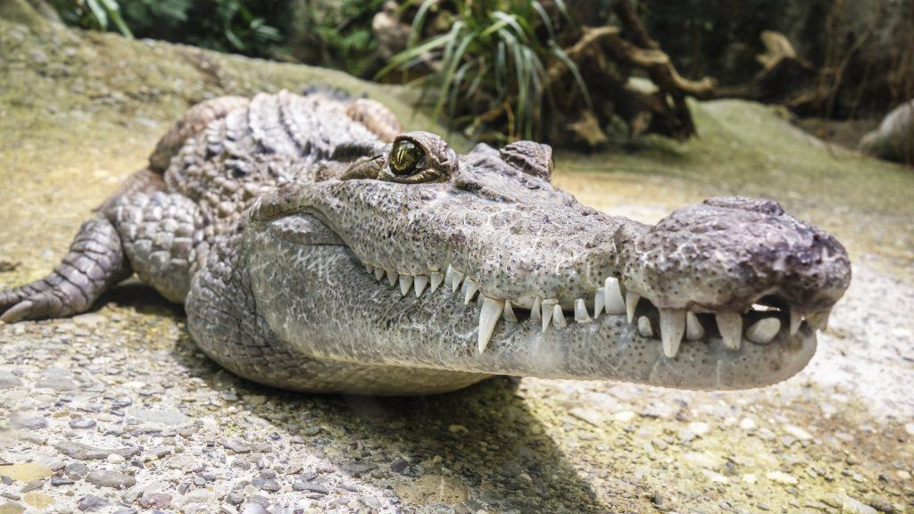  Von einem Krokodil träumen: riesig, im Wasser, angreifend, usw.