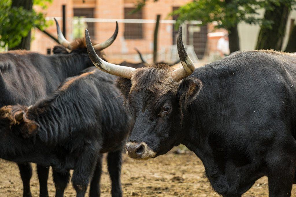  Ce înseamnă să visezi la un bou negru?