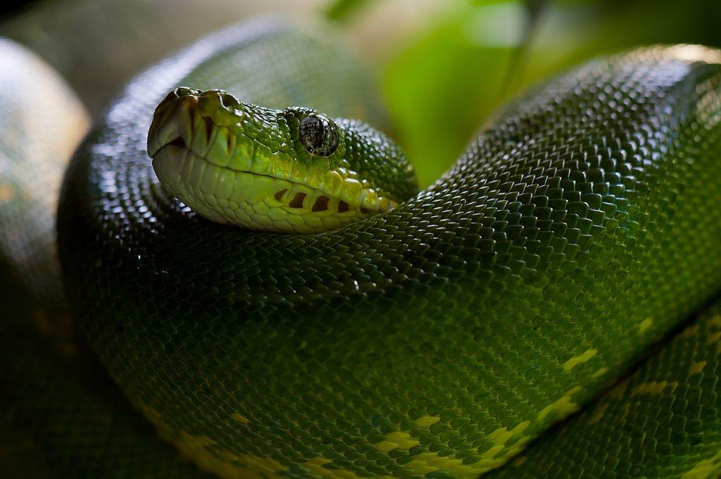  Что означает видеть во сне зеленую змею?