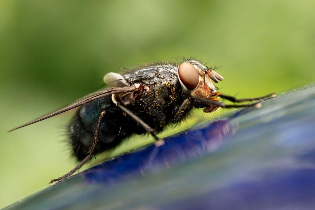  Сањати муву: летење, мушице, у храни итд.