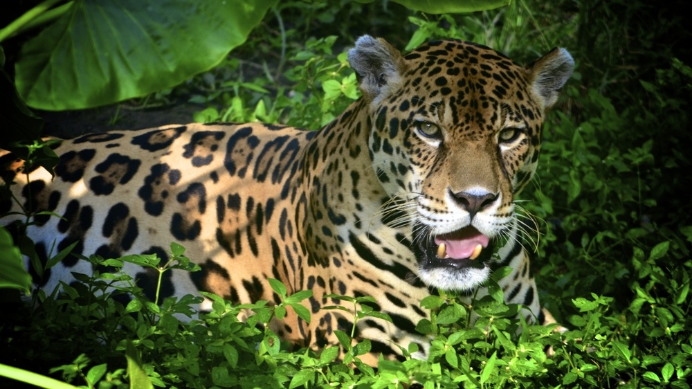  Was bedeutet es, von einem Jaguar zu träumen?