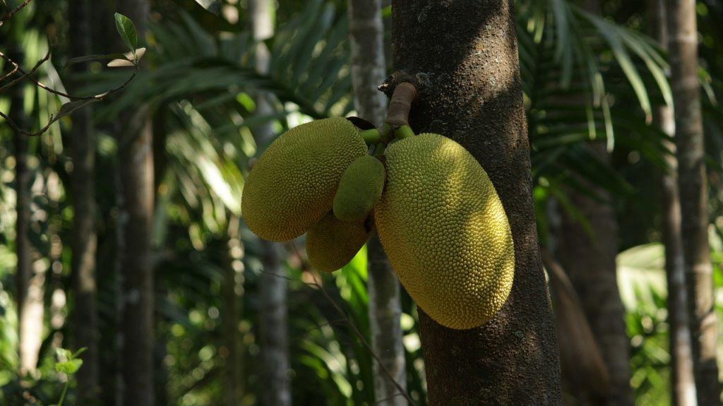  Jackfruit rüyası görmek ne anlama geliyor?