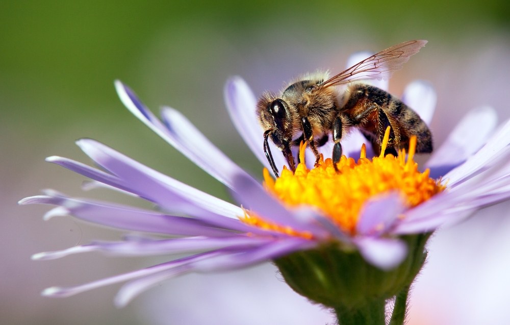  Was bedeutet es, von einer Biene zu träumen?