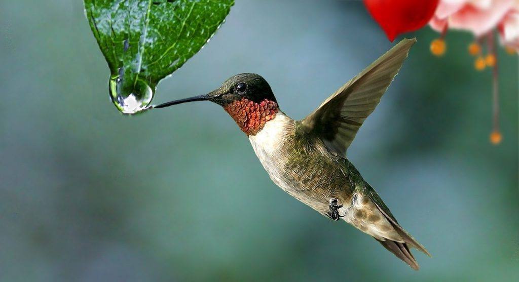  Was bedeutet es, von einem Kolibri zu träumen?