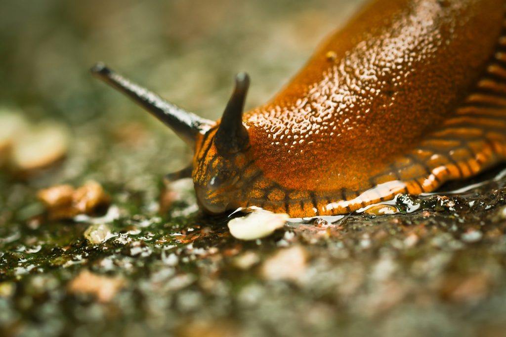  Inamaanisha nini kuota slug?