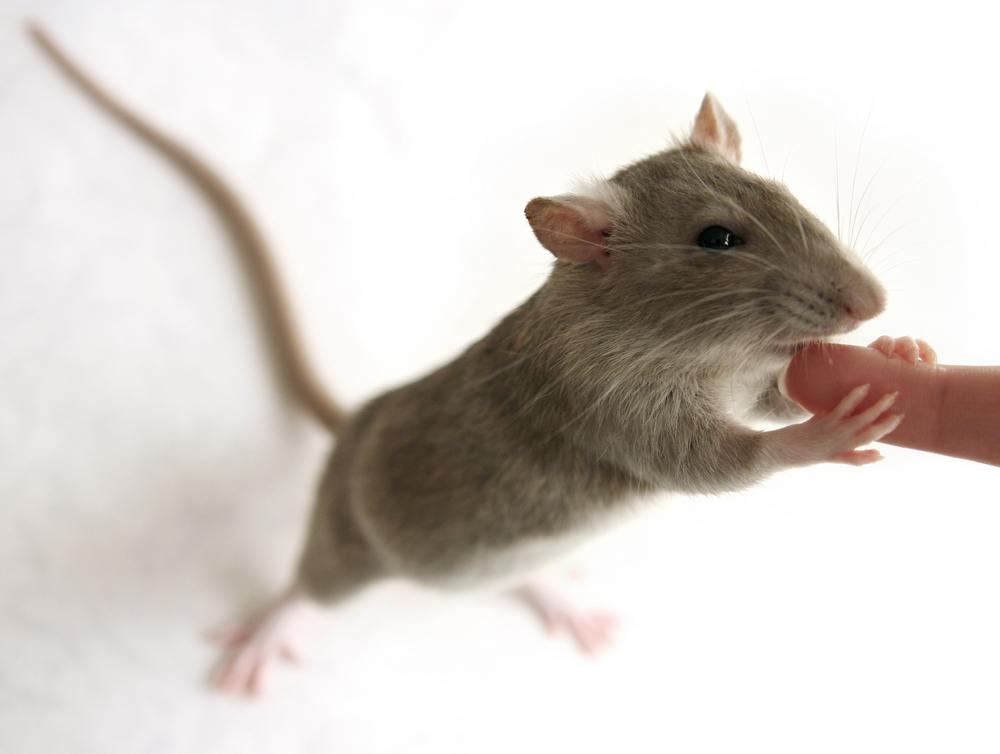  Hva betyr det å drømme om en mus?