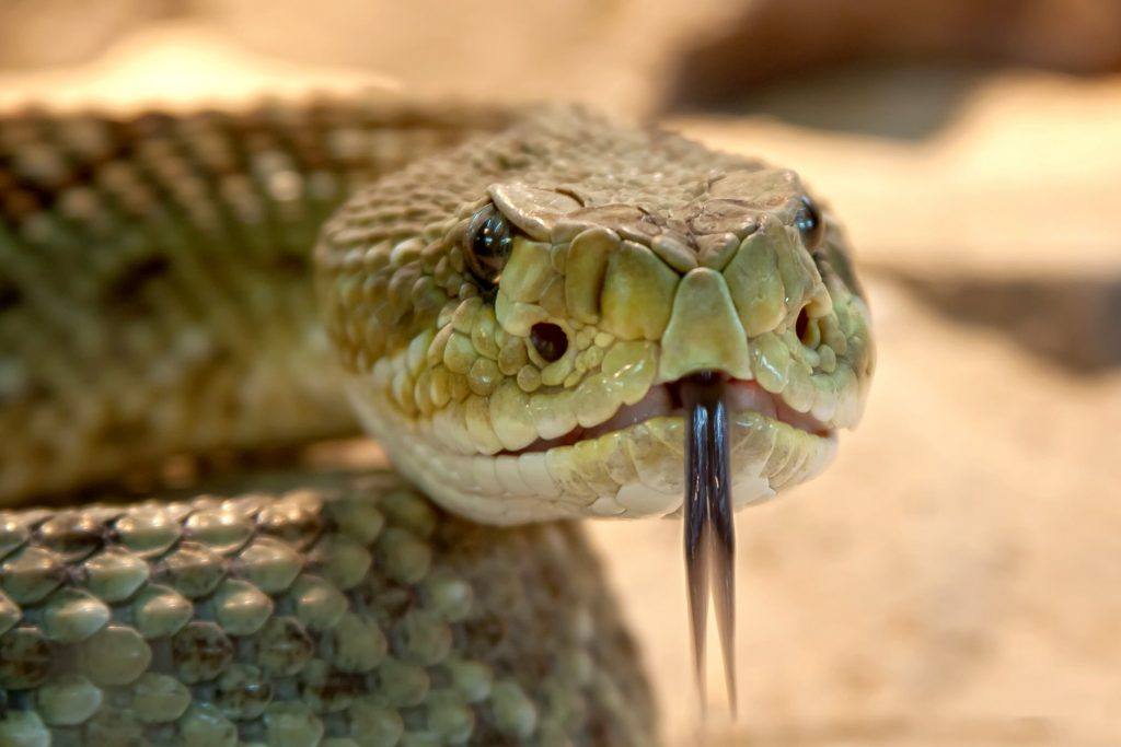  Rêver d'un serpent qui me poursuit : moi, une autre personne, etc.