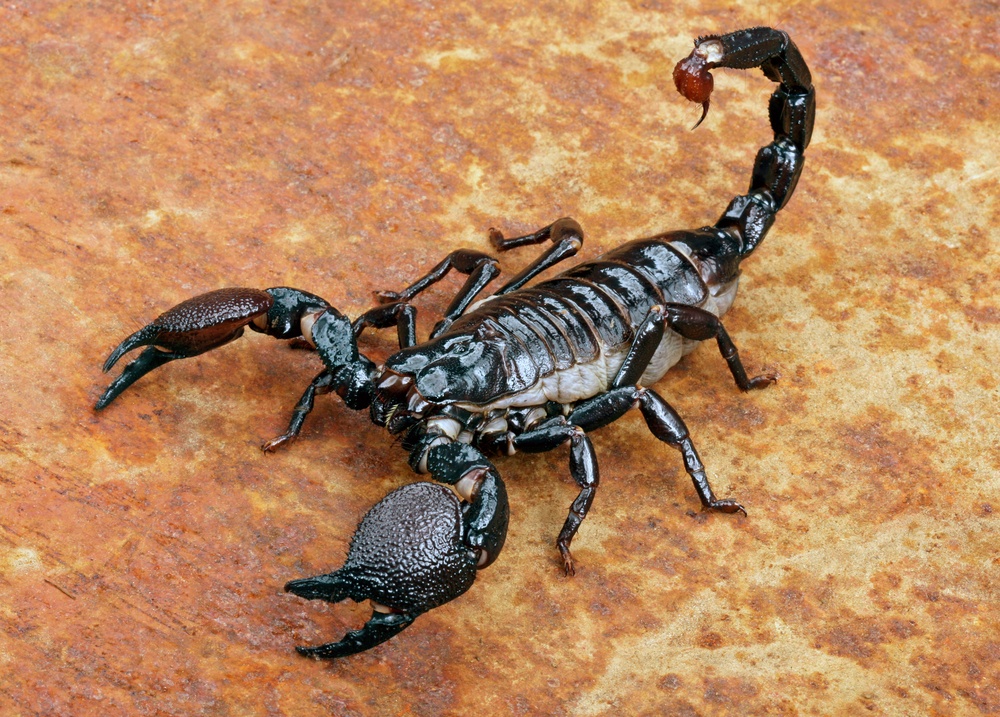  Que signifie rêver d'un scorpion ?