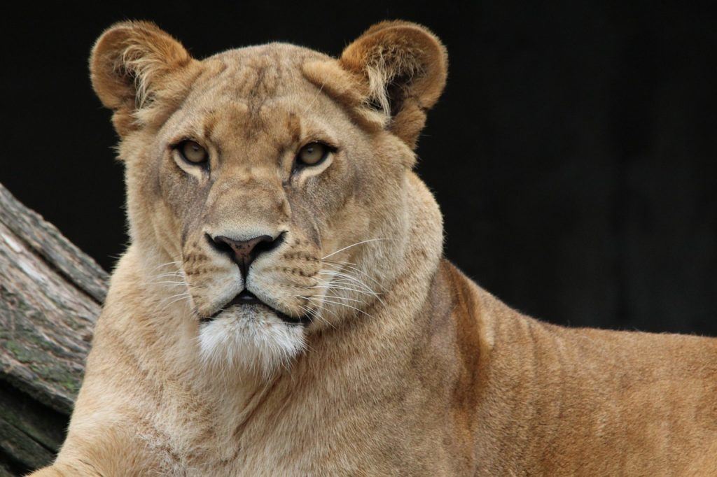  Ką reiškia sapnuoti liūtę?