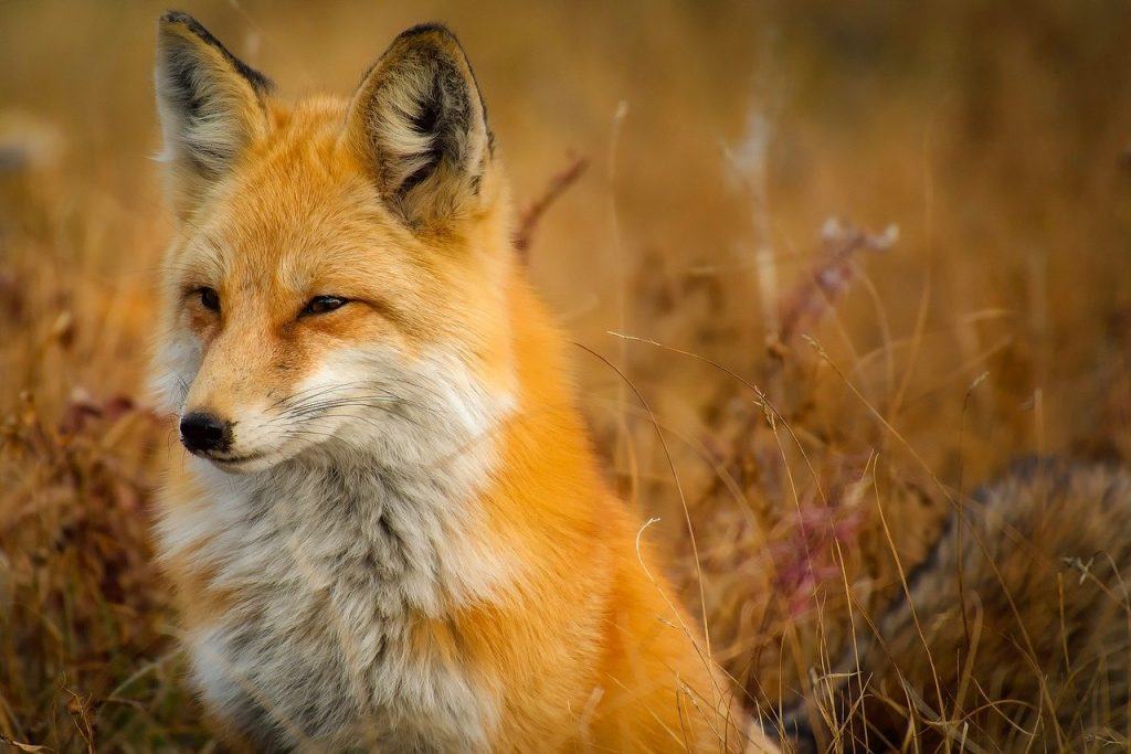  梦见狐狸是什么意思？