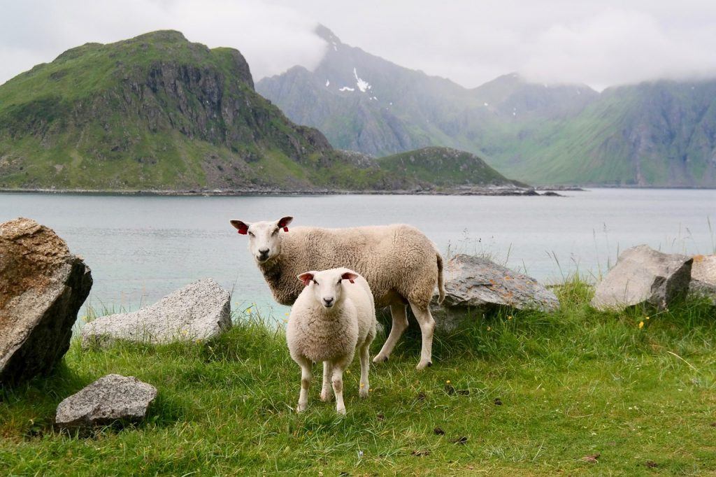  Que significa soñar con ovellas?