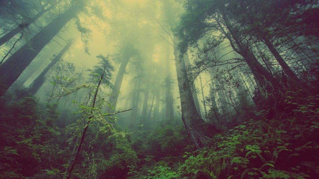  Ką reiškia sapnuoti mišką?