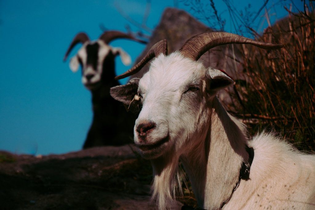  Šta znači sanjati kozu?