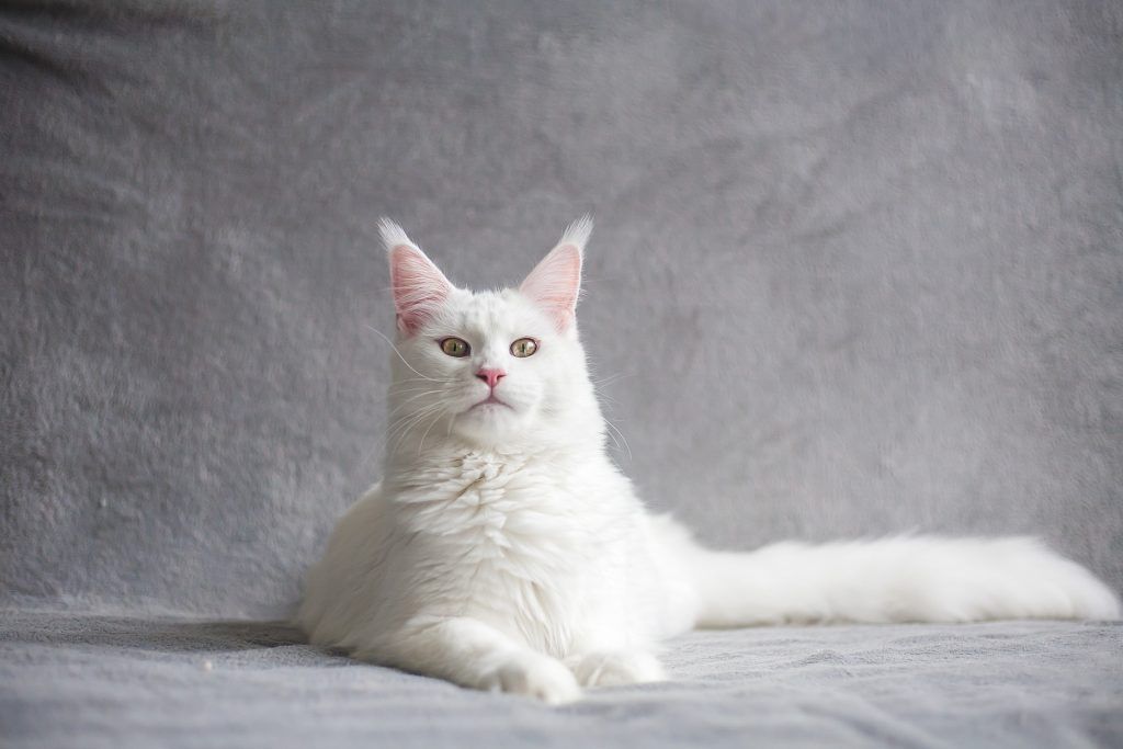  Von einer weißen Katze träumen: Kätzchen, Wurf, tot, etc.
