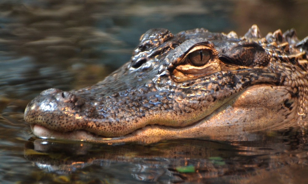  Wat betekent het om van een alligator te dromen?